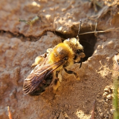 Andrena