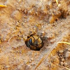 Andrena