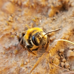 Andrena