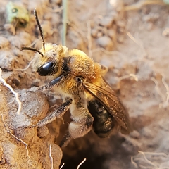 Andrena