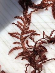 Cumathamnion decipiens