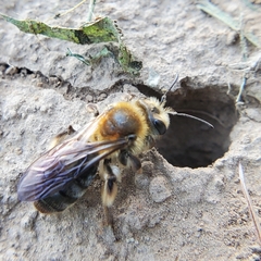 Andrena