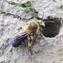 Andrena