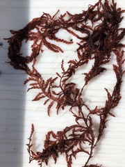 Cumathamnion decipiens