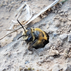 Andrena