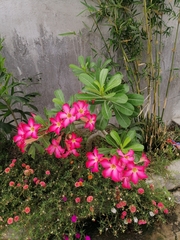 Adenium obesum