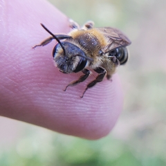 Andrena