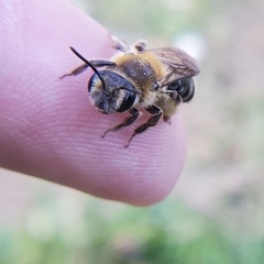 Andrena