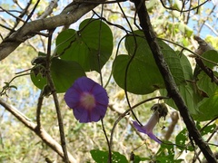 Ipomoea villifera
