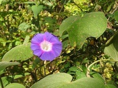 Ipomoea villifera