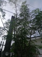 Moringa oleifera