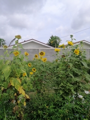 Helianthus annuus
