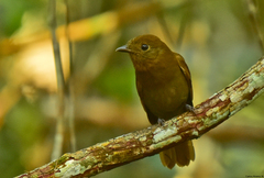 Schiffornis veraepacis