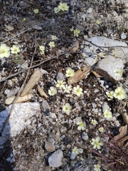 Hesperomecon linearis