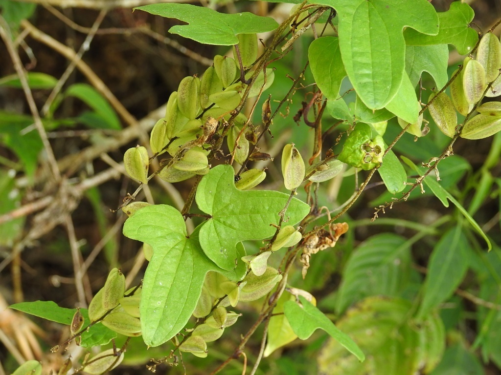 Dioscorea howardiana (Dioscorea howardiana)