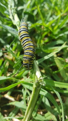 Danaus plexippus
