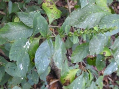 Dyschoriste hirsutissima