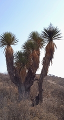 Yucca periculosa