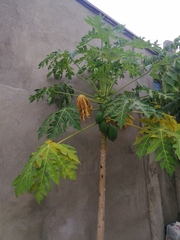 Carica papaya