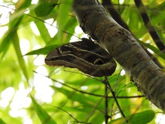 Eryphanis aesacus