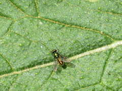 Sargus viridis