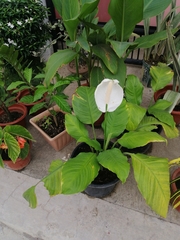 Spathiphyllum wallisii