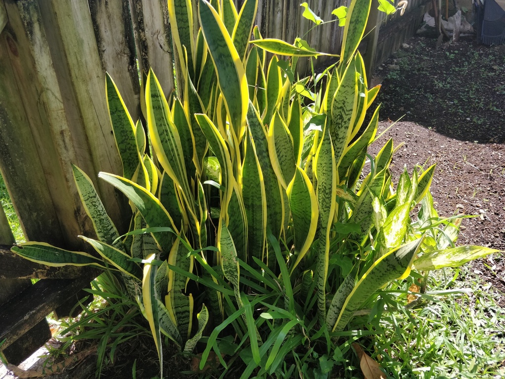 Snake Plant (Sansevieria trifasciata)  iNaturalist