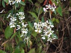 Euphorbia leucocephala