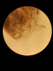 Picripleuroxus denticulatus