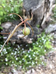 Dryocosmus quercuslaurifoliae