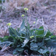 Rapistrum rugosum