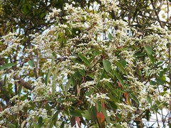 Euphorbia leucocephala
