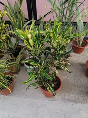 Codiaeum variegatum
