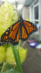 Danaus plexippus