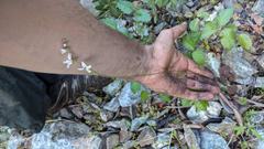 Lithophragma bolanderi