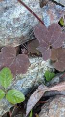 Lithophragma bolanderi