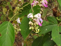 Canavalia oxyphylla