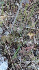 Lithophragma bolanderi