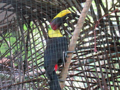Ramphastos