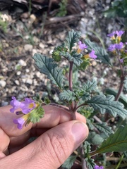 Phacelia suaveolens