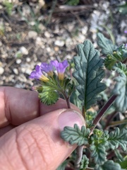 Phacelia suaveolens