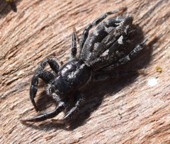 Holoplatys semiplanata