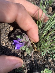 Scutellaria tuberosa