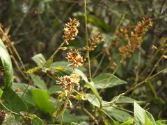 Rhynchosia longeracemosa