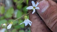Lithophragma bolanderi