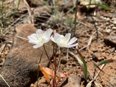 Lewisia oppositifolia