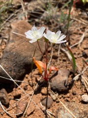 Lewisia oppositifolia