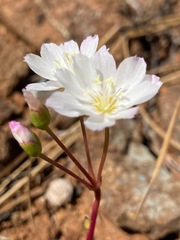 Lewisia oppositifolia