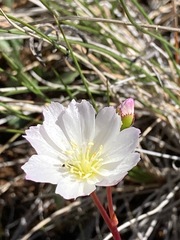 Lewisia oppositifolia