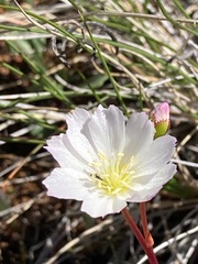 Lewisia oppositifolia